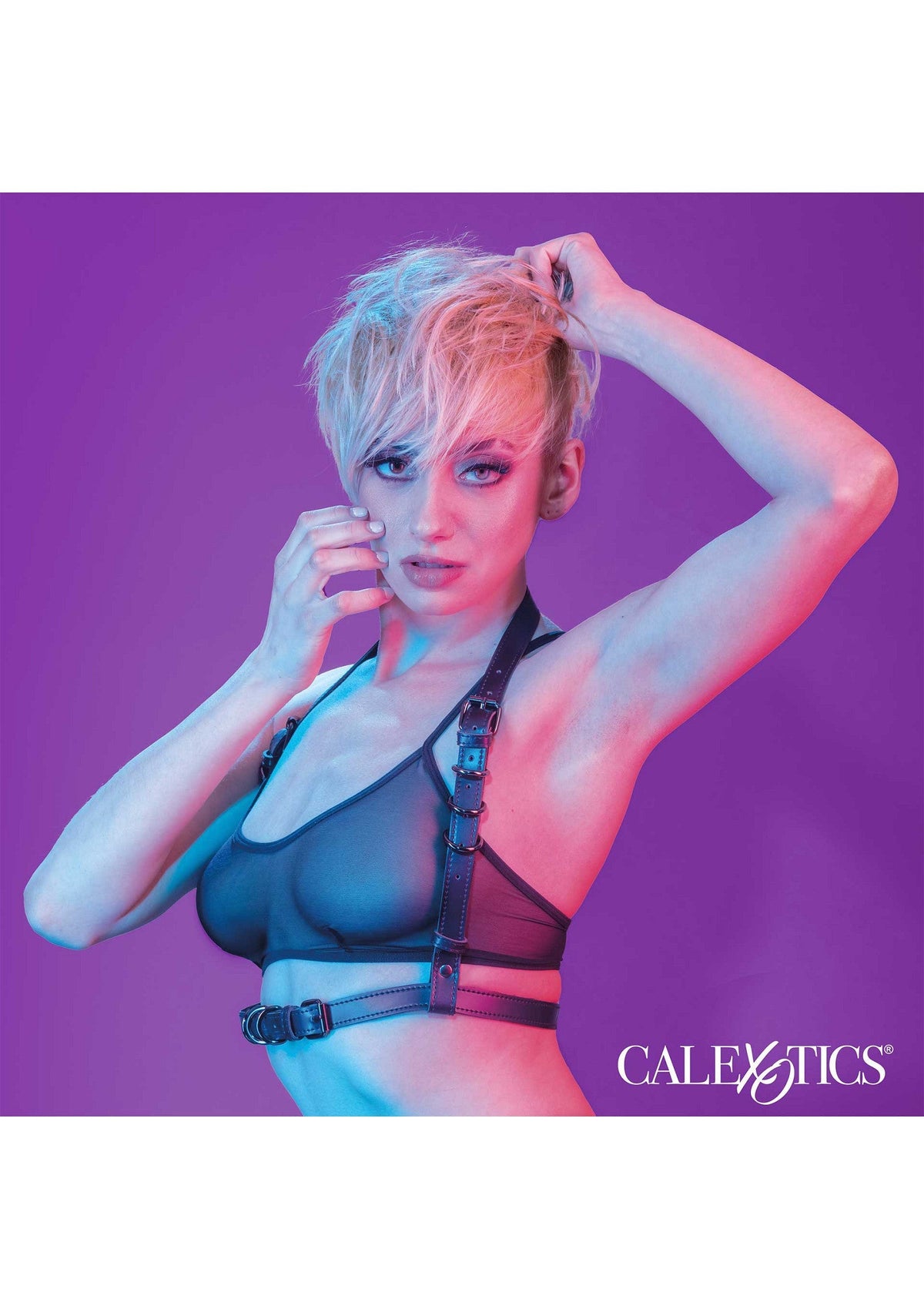 16702 calexotics euphoria halter buckle harness